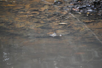 caiman in the river
