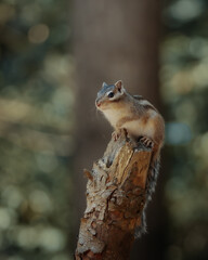 squirrel on a tree