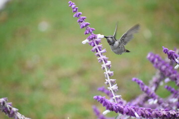 hummingbird on a violet flower