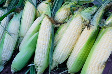 The image features several ears of fresh corn, some partially husked to reveal tightly packed...