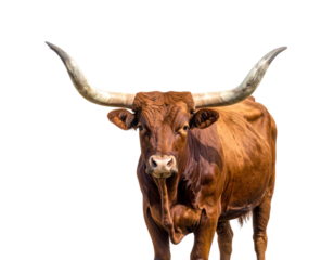 Frontal View of Texas Longhorn Facing Forward, Horns Spread Wide, Transparent PNG