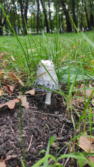 mushroom Coprinus comatus in the grass among dry leaves in the natural environment, the concept of...