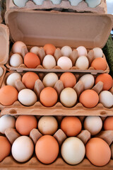 Three open cartons display a curated array of eggs in soft gradients of brown, white, and tan.