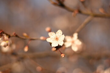 cherry blossom in spring