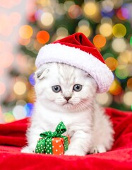 Cute kitten in Santa hat, Christmas gift