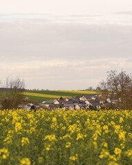 spring landscape with flowers