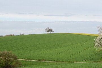 rural landscape with a tree
