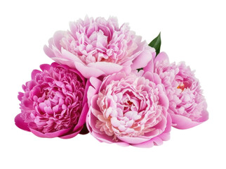 Pink peonies in a cluster with delicate petals isolated on transparent bg, cutout png