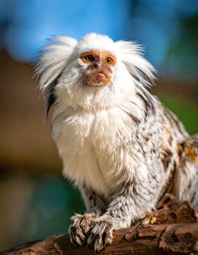 Close-up of a white-headed marmoset