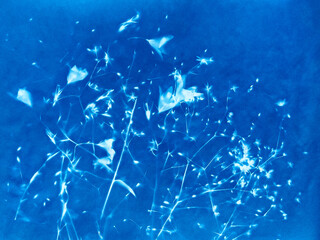 Small flowers in blue print background. Cyanotype illustration