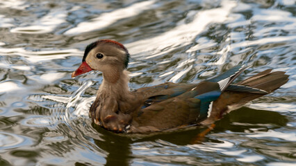 female mallard duck