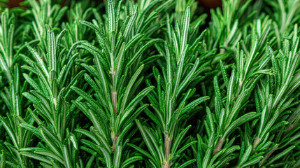Fototapeta premium Fresh green rosemary herb bunch natural organic aromatic