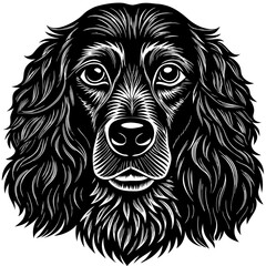 Black boykin spaniel silhouette on white background
