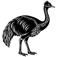 Fototapeta premium Stylized black cassowary illustration on white background