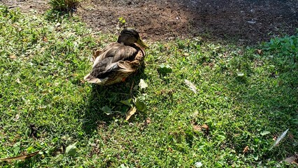Resting duck in dappled sunlight on verdant grass, echoing echoes of Bird Day festivities and pastoral tranquility
