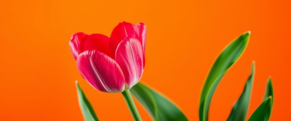 A single pink tulip blooms vibrantly against a warm orange backdrop,  macro,  garden