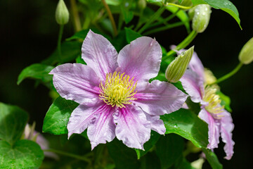 Beautiful pink clematis. Blooming clematis with blurred background of the green garden. Seasonal summer background