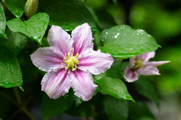 Beautiful pink clematis. Blooming clematis with blurred background of the green garden. Seasonal summer background
