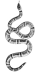 Naklejka premium Hand drawn snake illustration in vector format