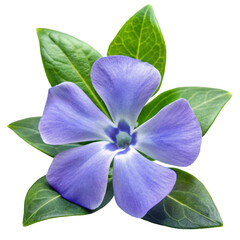 Fototapeta premium Periwinkle flower with green leaves on transparent background . black background vinca blossom