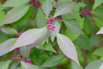 Lilac small buds of Callicarpa bodinieri on a branch, spring background, May