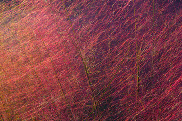 Tokyo, Japan - Oct 13 2024, close-up view of Muhlenbergia grass plant with pink and purple flowers, through which sunlight passes, nature, without people, Tokyo, Japan