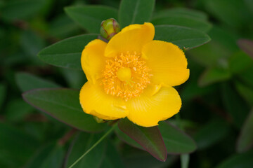 Yellow Hypericum Hidcote (St. John s Wort). A summer background of a large yellow flower on a green bush