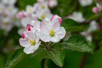 Blooming apple blossom. Garden apple tree
