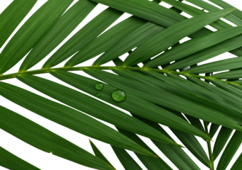 Lush tropical palm leaves, vibrant green, glistening water droplet, isolated on transparent studio background. High-angle, diffuse, natural purity concept
