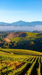 Vineyard landscape with morning mist