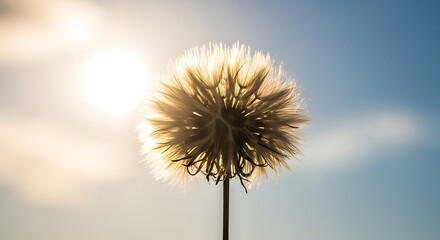 Dandelion seed head backlit by bright sun against a soft blue sky.