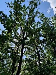 Green tree crowns against a blue sky on a sunny day.