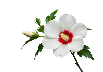 transparent hibiscus with scarlet center, golden stamen, green leaves, small bud, and dewdrop, macro and focus-stacked on a shadowless gray background. Concept of botanical purity and elegance