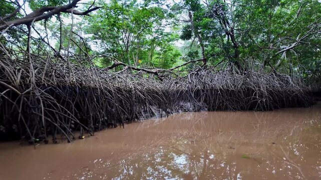 Boat trip on the Igarape do Urubu River, Delta das Americas, Ilha das Canarias, Brazil. Amazon Rainforest. South America