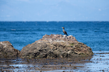 Great cormorant bird is drying his wings off on a volcanic rock island off the ocean shore