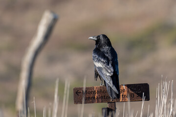 Watchful Raven perches proud upon the Santa Cruz Island trailhead sign for the Montanon ridge