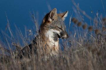 Cute and furry Island Fox lounging in the tall grass and looking to the left while soaking up the morning sun and foraging for food