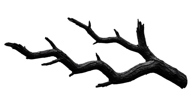 Abstract stark black and white dead tree branch isolated on a white background - Powered by Adobe