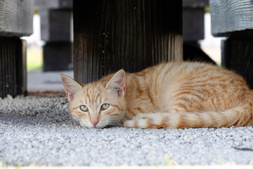 Low-Angle Portrait of a Young Ginger Cat Lying Down