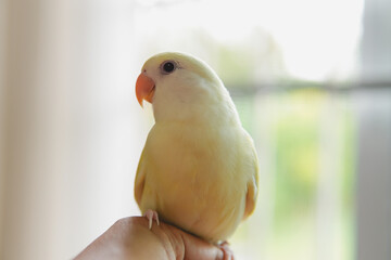 A cute lovebird chick, cream colored with red eyes, stands on its owner's finger with calmness and elegance because it trusts and feels safe. Concept of pets, friends and emotional therapy with pets.