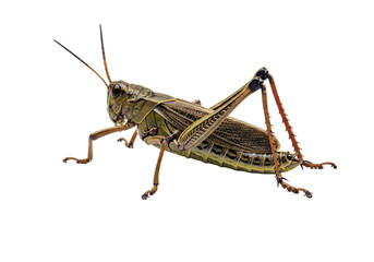 Green grasshopper insect detailed macro photography