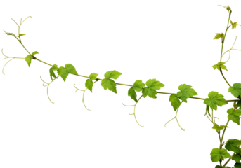 Green vine with lush leaves on transparent background nature photography