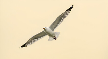 Seagull in flight against a clear sky, showcasing freedom and natural beauty