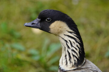 The Hawaiian goose or Nenegans (Branta sandvicensis, syn.: Nesochen sandvicensis)[1] is a true goose (Anserini) belonging to the sea geese (Branta) and is therefore classified in the family of ducks.