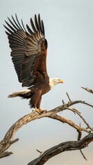 Obraz premium Majestic eagle perched on branch