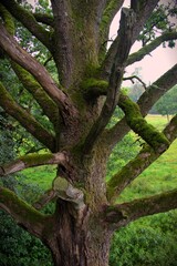 Branches of an old oak tree with green moss