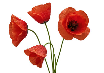 Obraz premium Four vibrant red common poppies with green stems and glistening dewdrops, one fully open with dark seed pod, against a seamless transparent studio background, 45-degree angle. Concept of pristine
