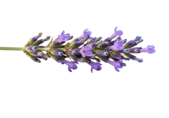 Lavender flowers stem purple blooms floral botany closeup