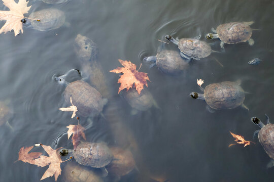 Wild turtles swimming peacefully in a calm lake, showcasing natural wildlife and their aquatic habitat.