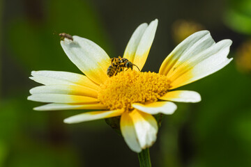 Obraz premium Macro of pollinator insect on yellow white daisy flower close up